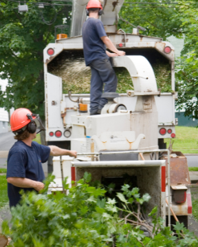 To members of a professional tree crew operate a wood chipper. They are wearing hard hats and hearing protection