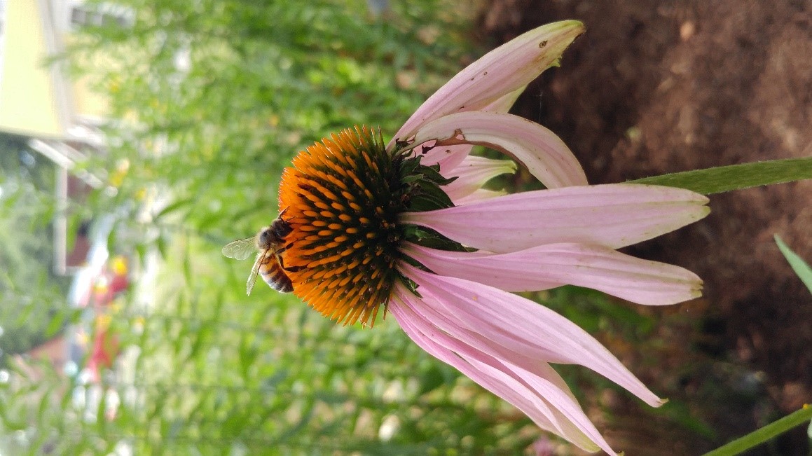 Pollination Image